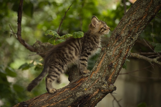 写真 小さなふわふわしたタビー猫がカメラにポーズをとって木に登る