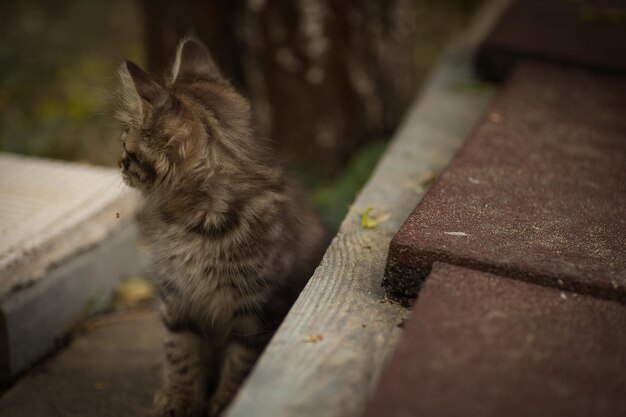 写真 小さなふわふわのタビー猫がカメラにポーズをとって可愛い黄色い目で見えます