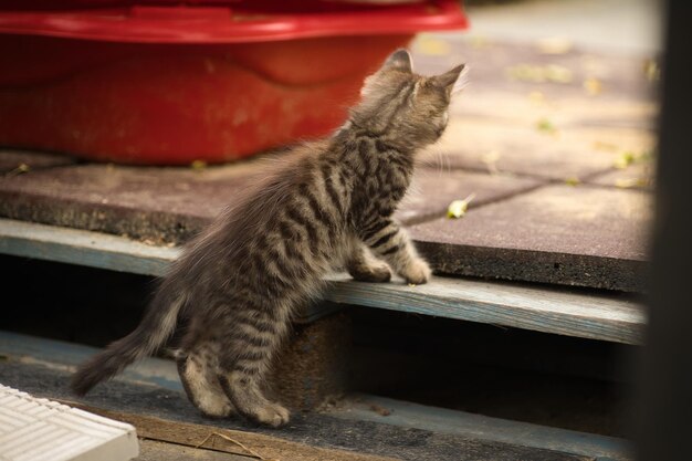 写真 小さなふわふわのタビー猫がカメラにポーズをとって可愛い黄色い目で見えます