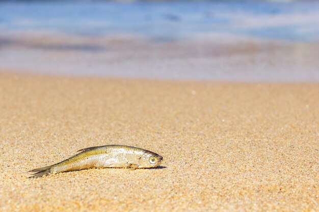 写真 小さな金色の魚が海岸線の砂の上に横たわり、熱と太陽で死にます。