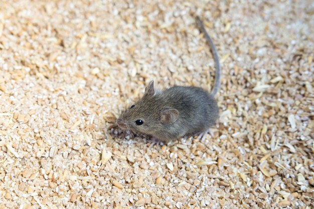 写真 小さな灰色のネズミが小麦の粒の上に座っているネズミの齧歯動物の肖像画が収穫を台無しにする