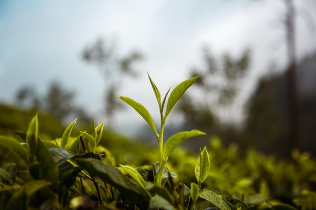 写真 お茶という言葉が書かれた小さな緑の植物