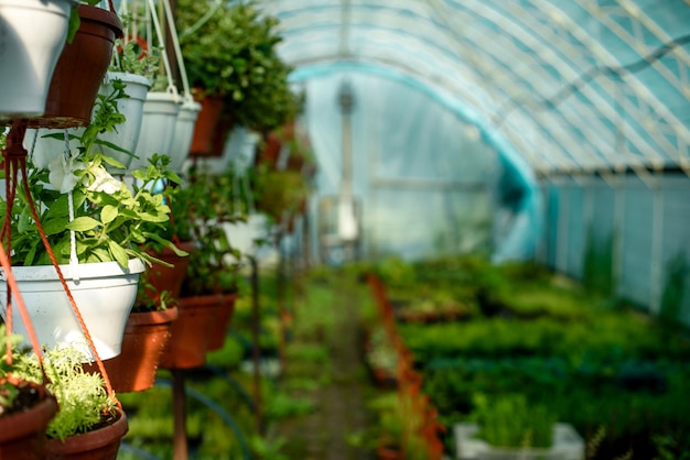 写真 植物、茂み、花を育てる小さな温室。ホームエリアでの国内共同農業