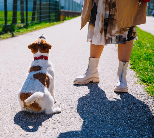 写真 都市の小道の屋外のペットで飼い主と歩いている小さなジャック・ラッセル・テリア犬