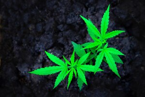 a small plant of cannabis seedlings planted in the black soilsmall green leaves ganja closeup beautiful backgroundcultivation indoor marijuana for medical purposes