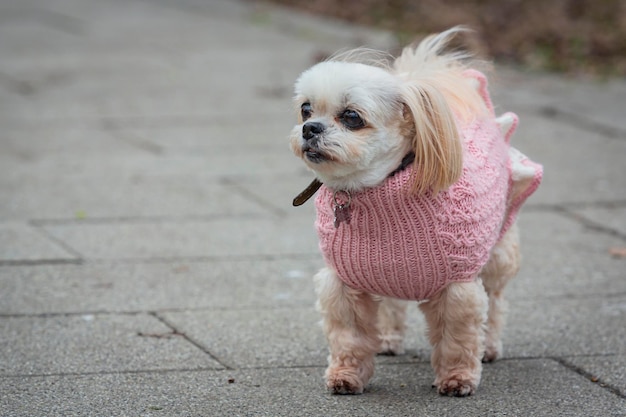 写真 小さなシヒツー犬が公園の道に立っている