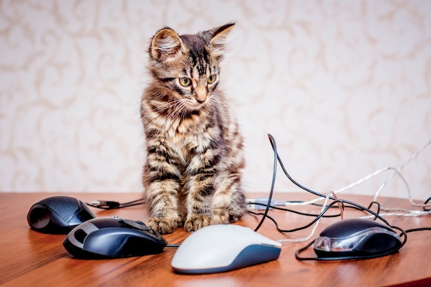 Маленький полосатый котенок возле компьютерной мышки. работа в офисе за компьютером
