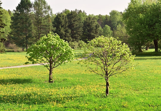 사진 조경된 정원의 작은 나무 민들레가 만발한 신선한 봄 단풍 잔디