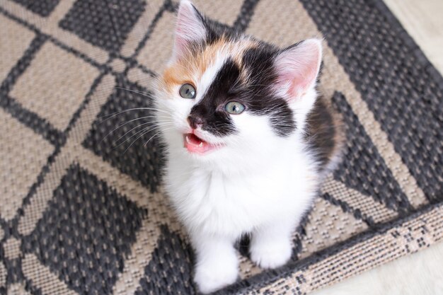 写真 部屋の床に小さなトリコロールの子猫が鳴く