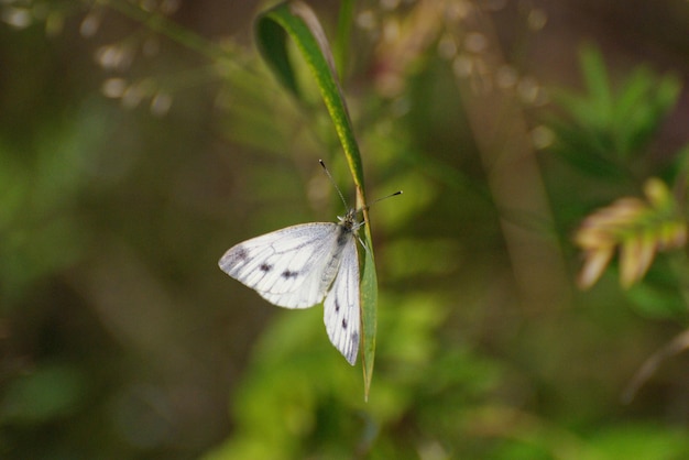 사진 작은 흰 나비(pieris rapae)가 풀밭에 앉아 있습니다. 서부 시베리아. 러시아