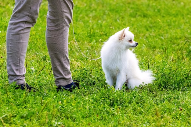 公園を散歩中に愛人の近くにいる小さな白いスピッツ犬