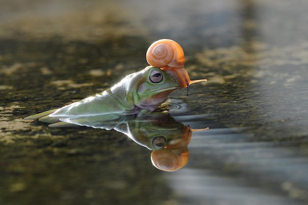 写真 水たまりのカエルの頭のカタツムリ