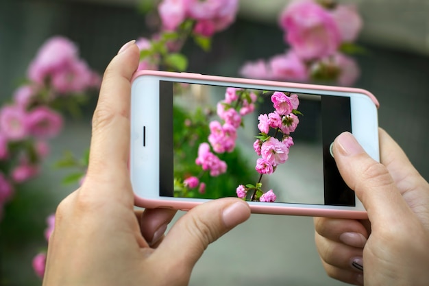 사진 스마트 폰에 분홍색 꽃의 스냅 샷. 여자는 전화를 보유하고 아름다운 사진을 만듭니다.