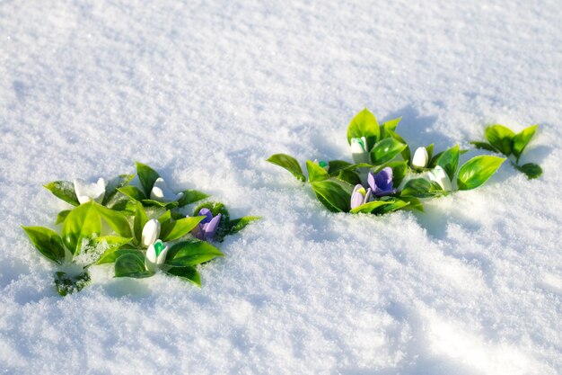 写真 手作りの石<unk>で作られた白い紫色のスノードロップの雪だらけの草原