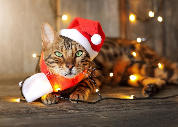 写真 赤い帽子とスカーフをかぶった斑点のある猫は、新年の装飾の木製の背景に座っています。ホリデーギフト。ペットとのクリスマス。猫のお正月コスチューム。クリスマス気分。ペット用の服。