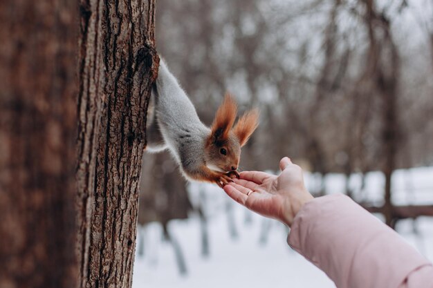 写真 木の上にいるリスが女性の手の中のナッツに手を伸ばします
