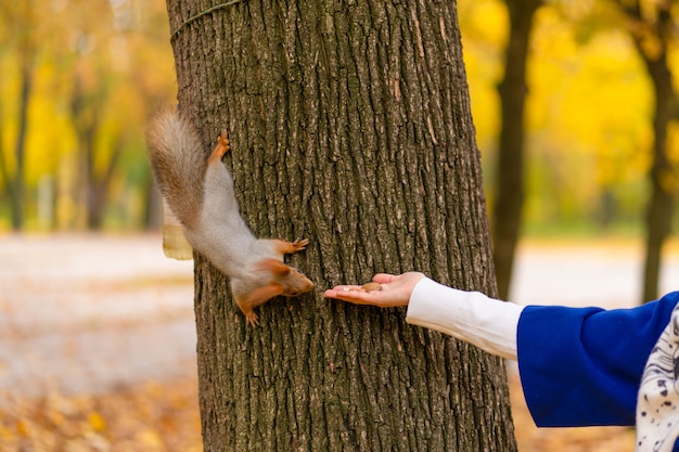 Фото Белка, сидящая на стволе дерева, берет орехи из рук человека в осеннем парке.