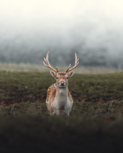 Фото Олень в холодное зимнее утро