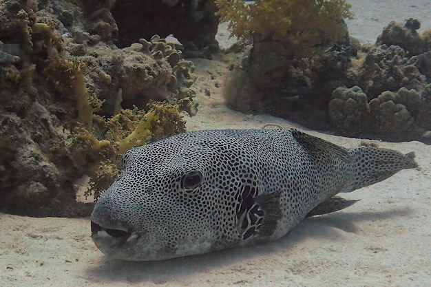 Фото Звездный пуф - arothron stellatus - в красном море, египет