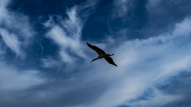 写真 スタークが空を飛ぶ