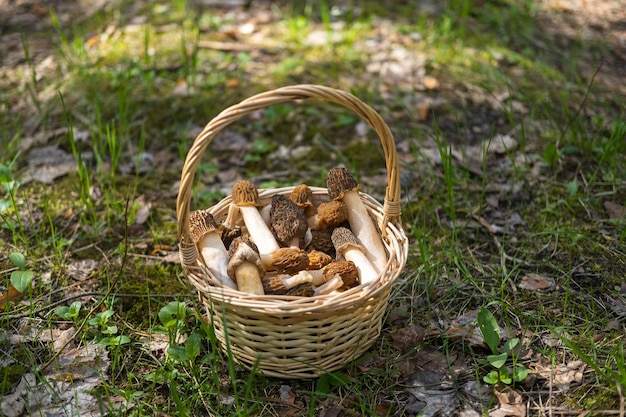 Фото Соломенная корзина с morchella conica, собранная в лесу, стоит на зеленой траве