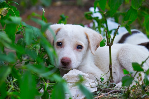 インドのパブリックガーデンにある通りの子犬犬