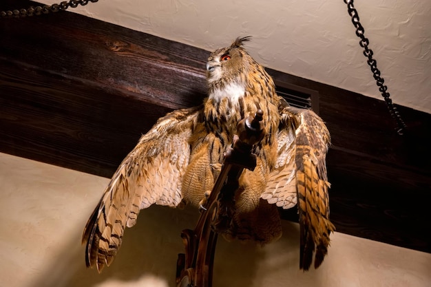 写真 ハンティング ロッジのフクロウのぬいぐるみ 開いた翼を持つ茶色のフクロウのぬいぐるみ