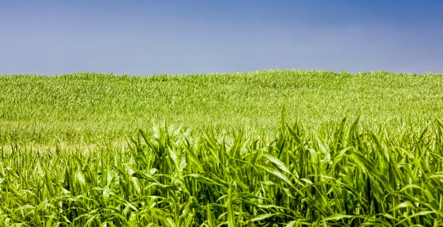 Освещенное солнцем сельскохозяйственное поле с зеленой сладкой кукурузой на кукурузной кукурузе, естественная грязь и грязь, а также повреждения, возникшие во время выращивания, используемые для пищевых и других целей
