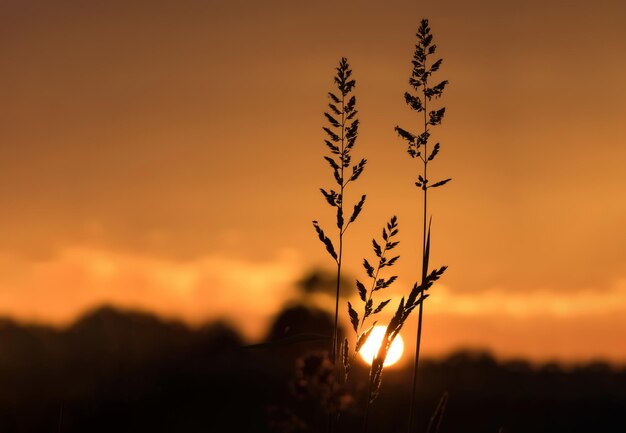 写真 芝生のフィールドとその背後にある太陽のある夕日