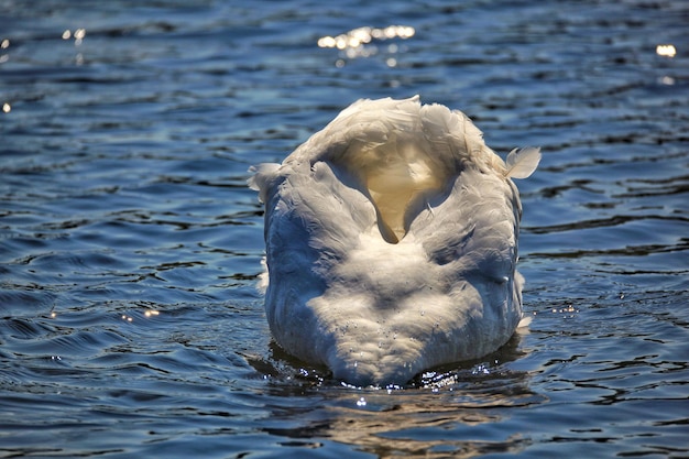 Фото Лебедь с шеей под водой