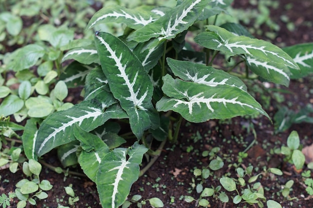 Фото Растения syngonium podophyllum, которые растут дико во дворе