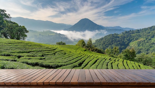 写真 背景に山がある茶畑