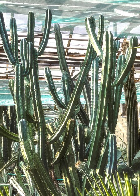 写真 植物園 の 中 に ある 高い カクティ の 茂み で ある cereus jamacaru