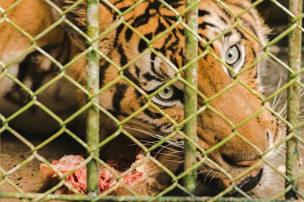 写真 檻の中のトラが生の鶏肉を食べるxaxa