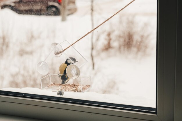 写真 冬の鳥の世話 透明なフィーダーに種子を入れている