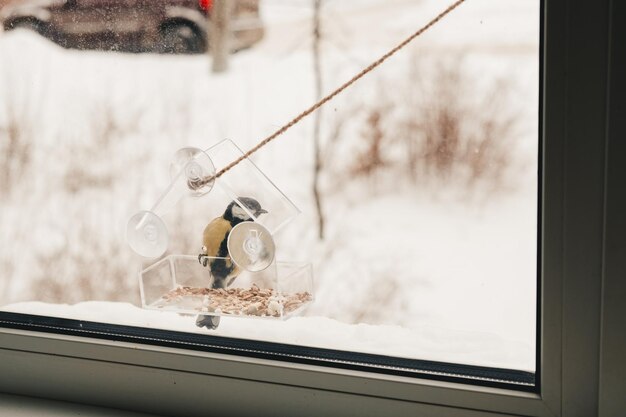 写真 冬には、シジュウカラは透明な餌箱に種を持っています。冬の鳥の世話