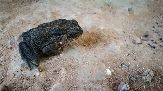 写真 地上のヒキガエル