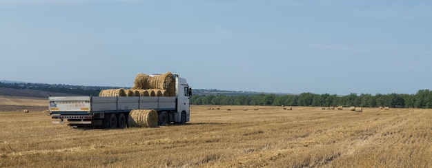 Фото Трактор загружает круглые тюки соломы в прицеп машины на скошенном пшеничном поле.