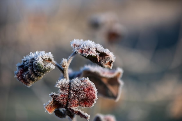 写真 ウィンターガーデンの木の枝は霜と霧氷で覆われています