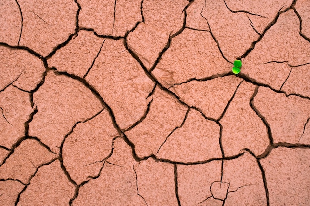 사진 가뭄에서 갈라진 땅의 마른 땅에서 자라는 나무, 지구 온난화의 영향으로 기후 변화가 일어났습니다. 물 부족과 가뭄 개념.