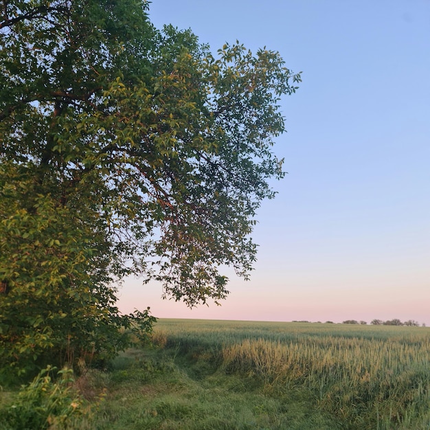 Фото Дерево в поле
