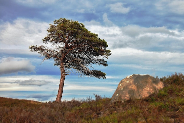 Фото a tree is on the side of a hill with a mountain in the background