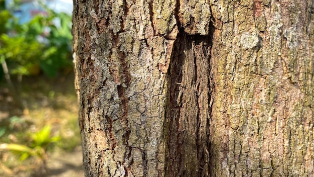 写真 樹皮に穴が開いた木