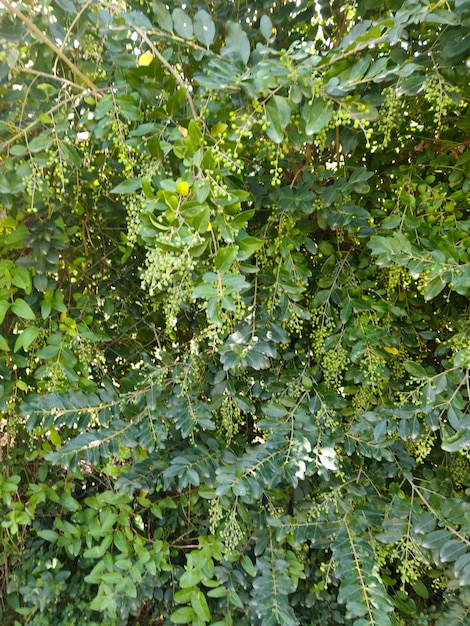 写真 緑の葉と白い花を持つ木