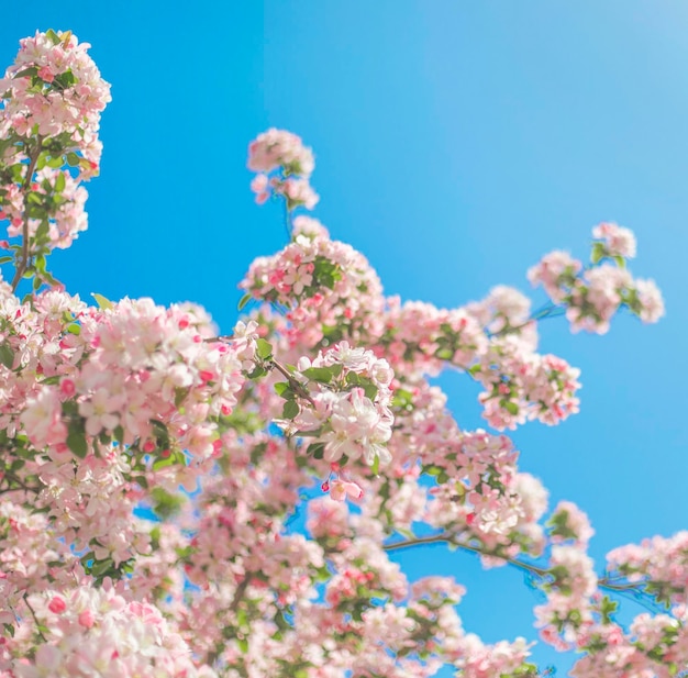 写真 ピンクの花と空が青い木。