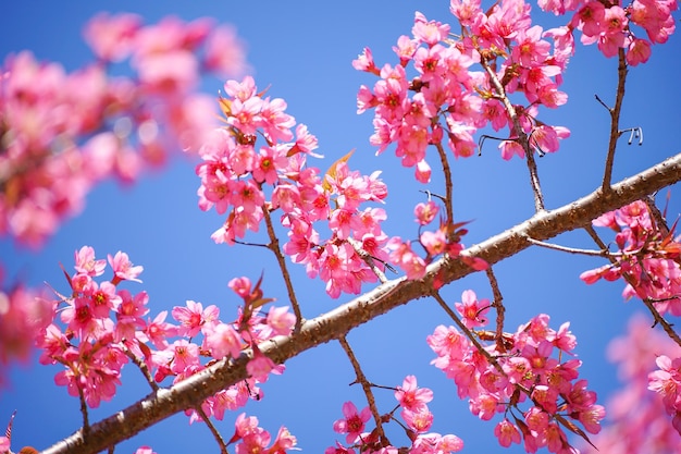 写真 空にピンクの花が咲く木