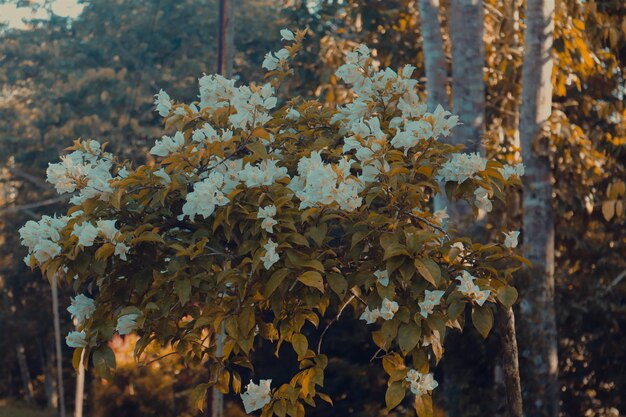 写真 朝日を浴びて白い花をつける木