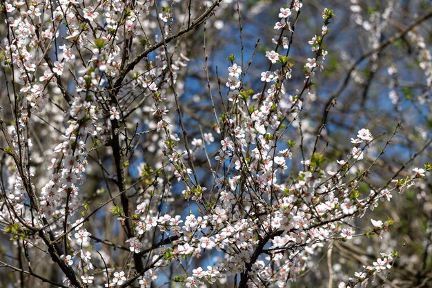 写真 白い花をかせた木