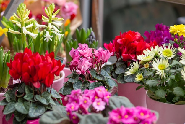 写真 さまざまな花が鉢に植えられています。