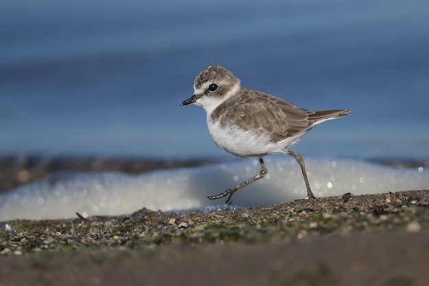 На пене на фоне голубой воды лимана сделана фотография кентского зуек (charadrius alexandrinus) в зимнем оперении крупным планом.